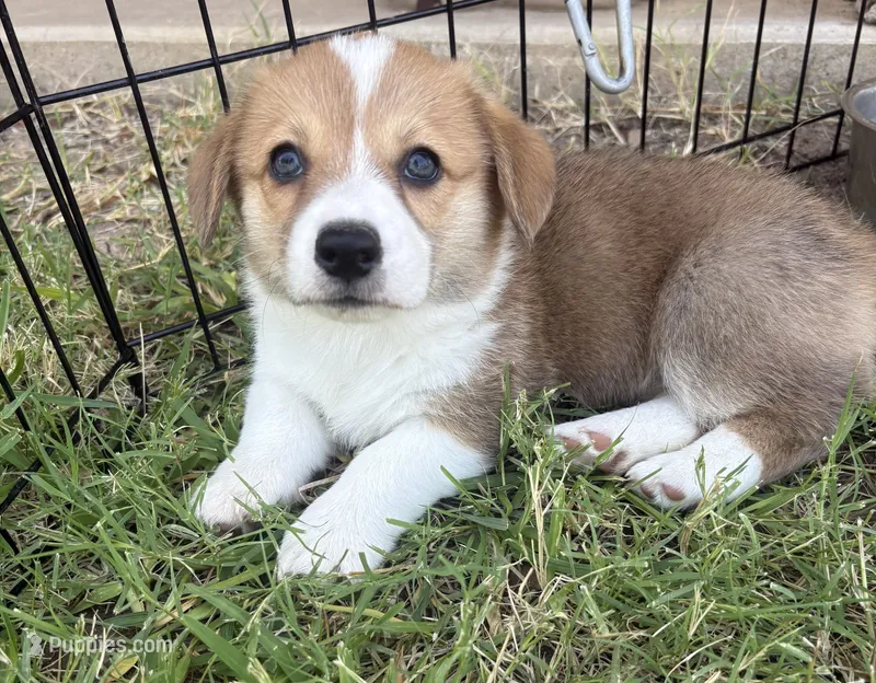 George – Cardigan Welsh Corgi, Pembroke Welsh Corgi puppy for sale in Albany, TX
