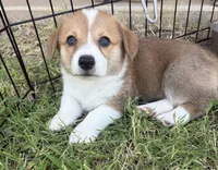 George, a male Cardigan Welsh Corgi and Pembroke Welsh Corgi for sale in Albany, TX – 1 of 6