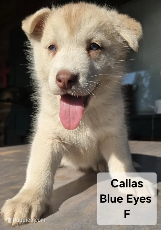 Callas  – Siberian Husky puppy for sale in Priest River, ID