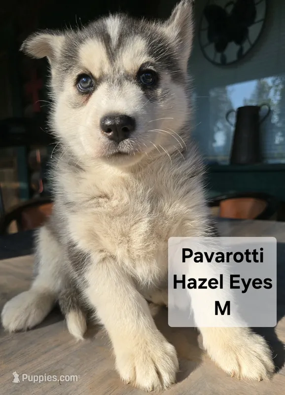 Pavarotti – Siberian Husky puppy for sale in Priest River, ID
