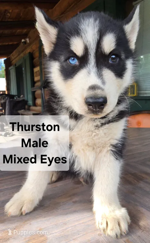 Thurston  – Siberian Husky puppy for sale in Priest River, ID