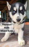 Thurston , a male Siberian Husky for sale in Priest River, ID – 1 of 1