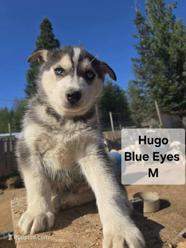 Hugo – Siberian Husky puppy for sale in Priest River, ID