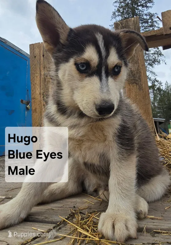 Hugo – Siberian Husky puppy for sale in Priest River, ID