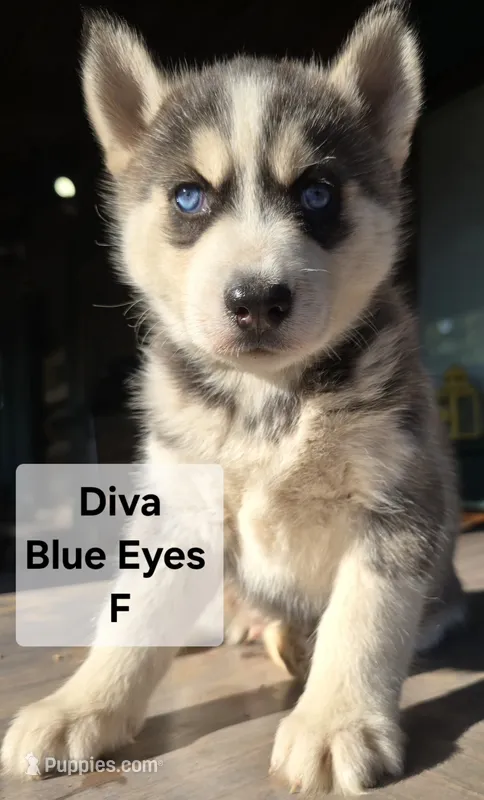 Diva – Siberian Husky puppy for sale in Priest River, ID