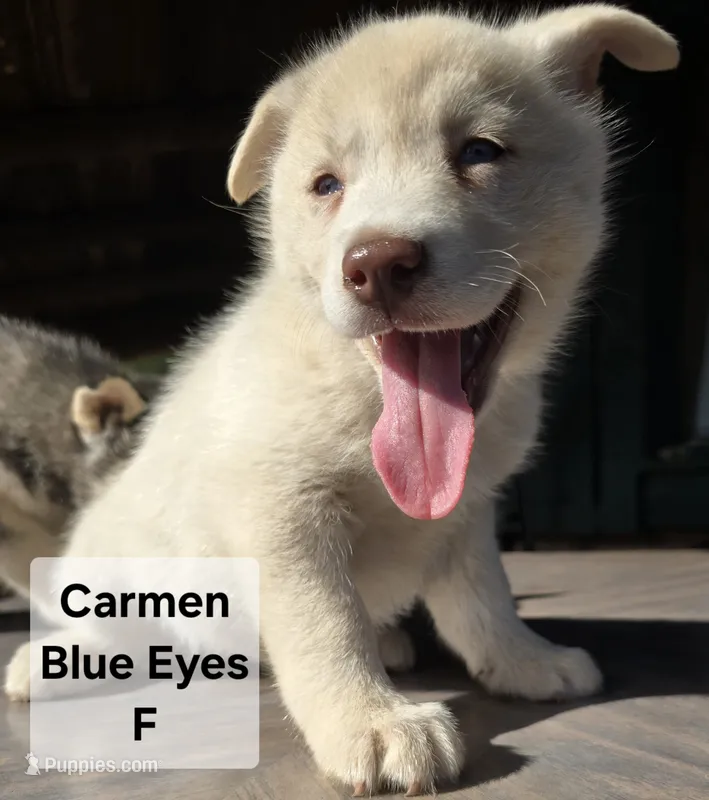 Carmen – Siberian Husky puppy for sale in Priest River, ID