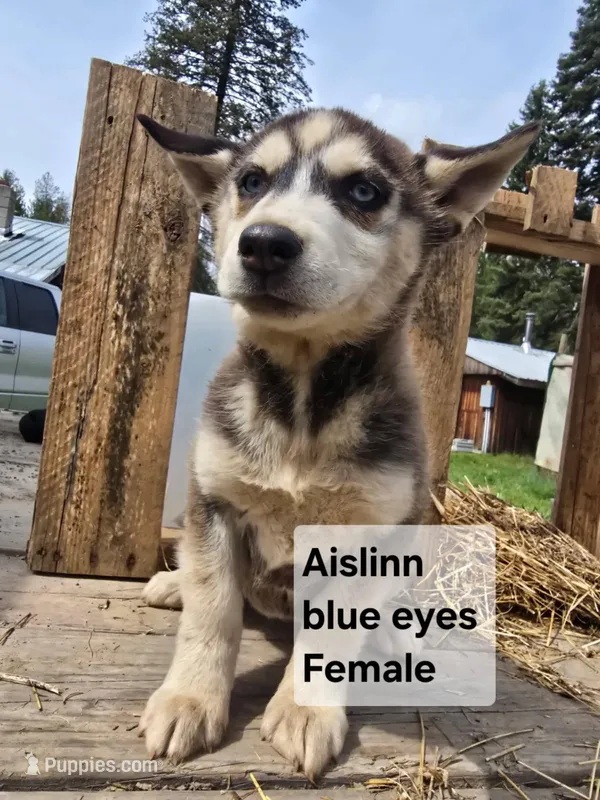 Aislinn, a female Siberian Husky for sale in Priest River, ID – Photo 1 of 2