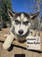 Aislinn, a female Siberian Husky for sale in Priest River, ID – Photo 2 of 2