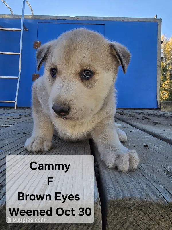 Cammy – Siberian Husky puppy for sale in Priest River, ID