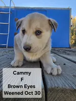 Cammy, a  Siberian Husky for sale in Priest River, ID – 1 of 1