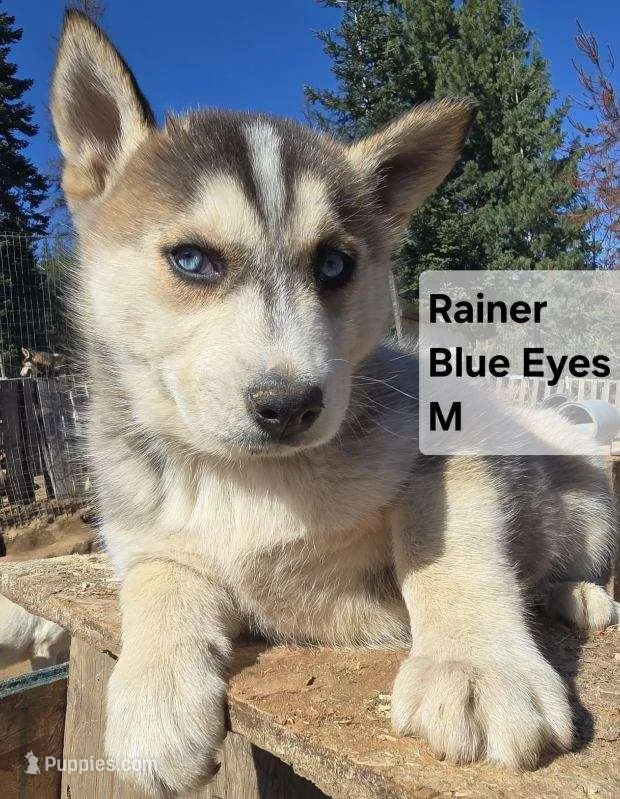 Rainier  – Siberian Husky puppy for sale in Priest River, ID