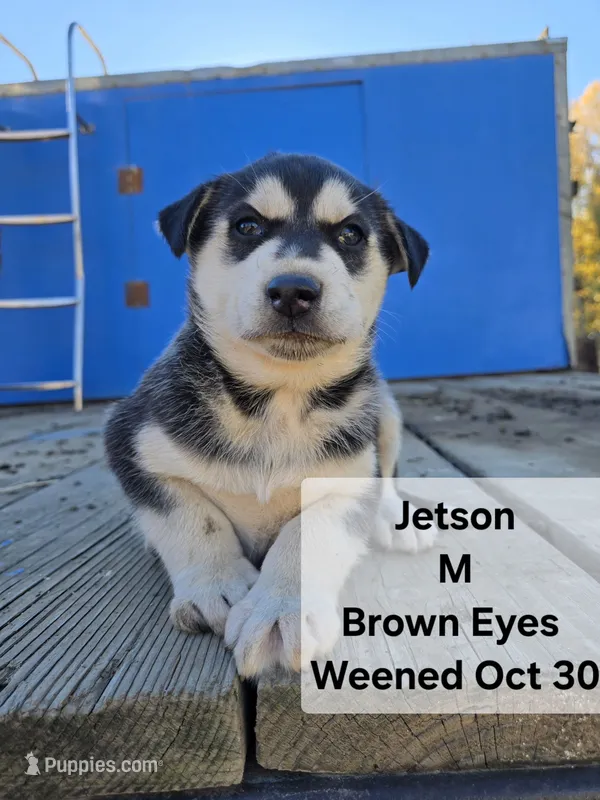 Jetson – Siberian Husky puppy for sale in Priest River, ID