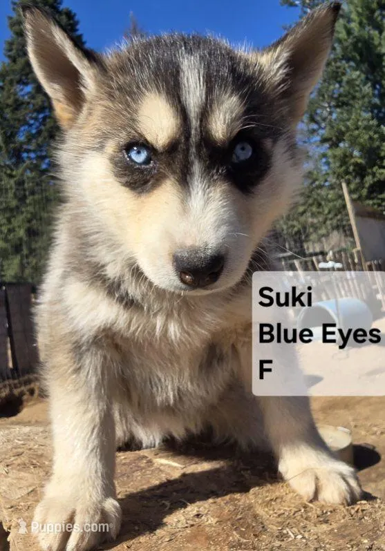 Suki – Siberian Husky puppy for sale in Priest River, ID