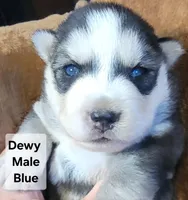 Dewey, a male Siberian Husky for sale in Priest River, ID – Photo 2 of 4