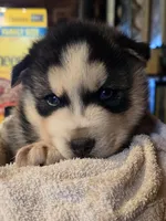 Dewey, a male Siberian Husky for sale in Priest River, ID – Photo 4 of 4