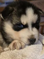 Dewey, a male Siberian Husky for sale in Priest River, ID – Photo 3 of 4