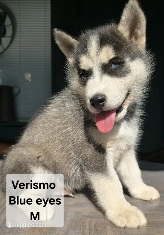 Verismo – Siberian Husky puppy for sale in Priest River, ID
