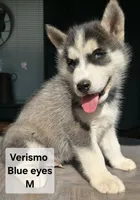 Verismo, a  Siberian Husky for sale in Priest River, ID – 1 of 1