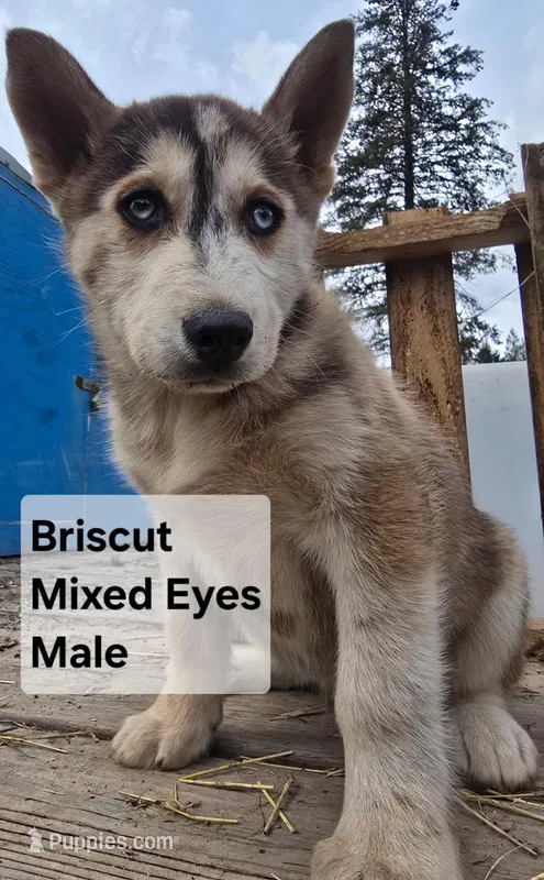 Brisket  – Siberian Husky puppy for sale in Priest River, ID