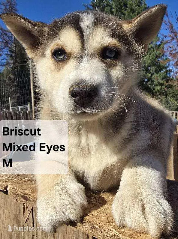 Brisket  – Siberian Husky puppy for sale in Priest River, ID