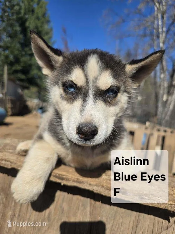 Aislin – Siberian Husky puppy for sale in Priest River, ID