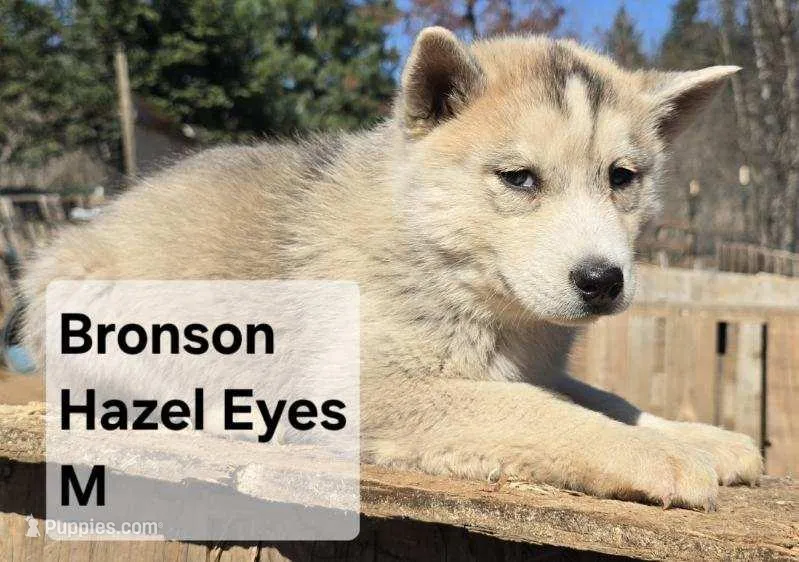 Bronson – Siberian Husky puppy for sale in Priest River, ID