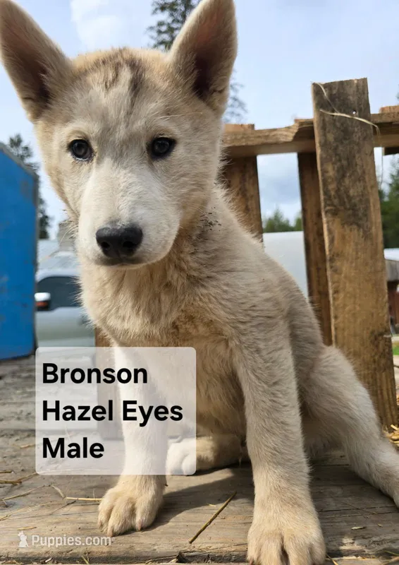 Bronson – Siberian Husky puppy on hold in Priest River, ID