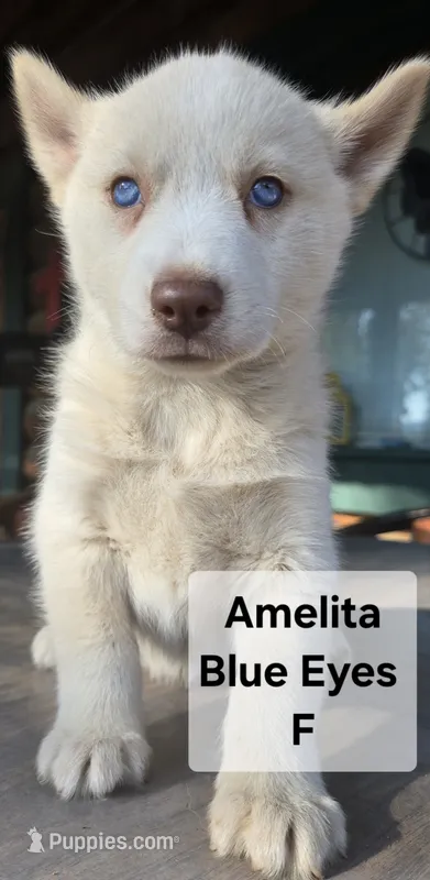 Amelita  – Siberian Husky puppy for sale in Priest River, ID