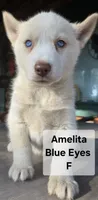 Amelita , a  Siberian Husky for sale in Priest River, ID – 1 of 1