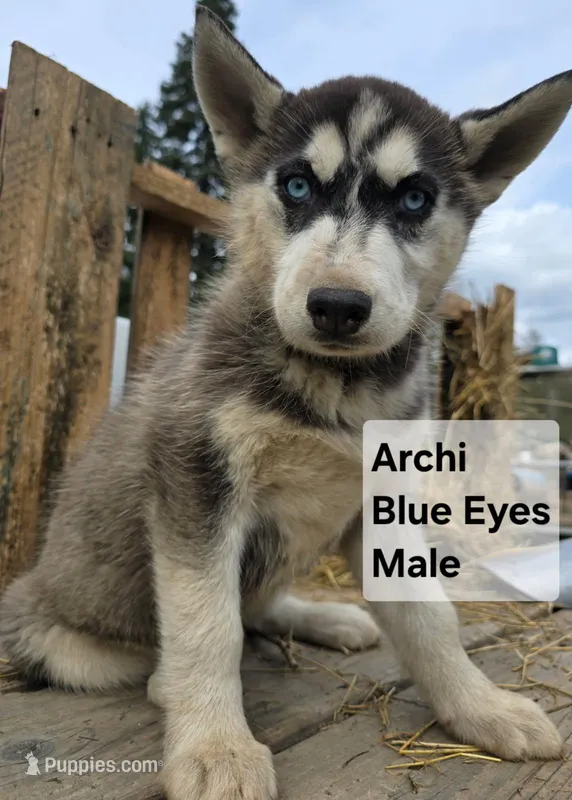 Archi – Siberian Husky puppy for sale in Priest River, ID
