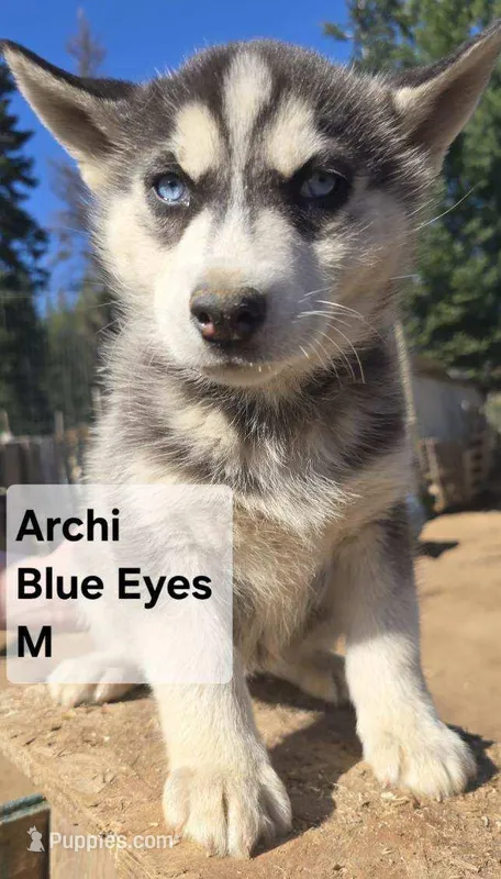 Archi – Siberian Husky puppy for sale in Priest River, ID