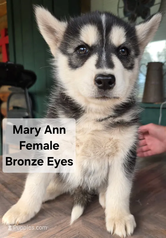 Mary Ann – Siberian Husky puppy for sale in Priest River, ID