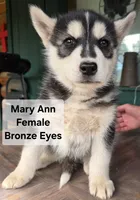 Mary Ann, a female Siberian Husky for sale in Priest River, ID – 1 of 1