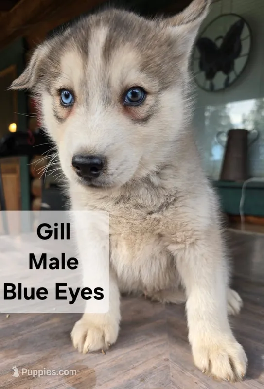 Gil – Siberian Husky puppy for sale in Priest River, ID