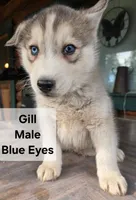 Gil, a male Siberian Husky for sale in Priest River, ID – 1 of 1