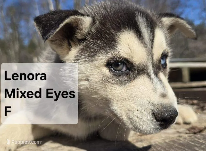 Lenora – Siberian Husky puppy for sale in Priest River, ID