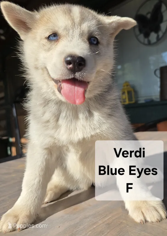 Verdi – Siberian Husky puppy for sale in Priest River, ID