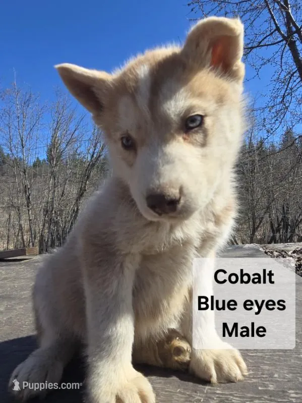 Cobalt – Siberian Husky puppy for sale in Priest River, ID