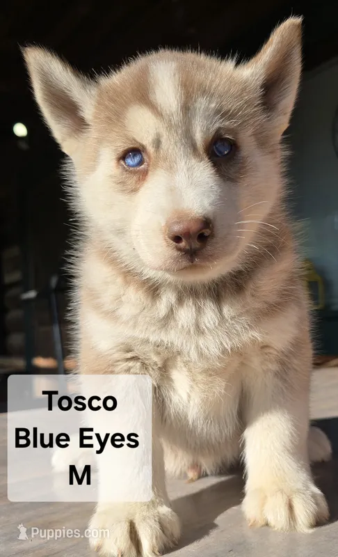 Tosco – Siberian Husky puppy for sale in Priest River, ID