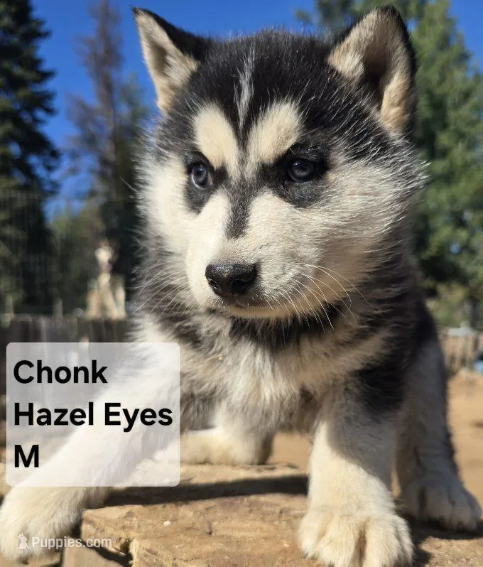 Chonk – Siberian Husky puppy for sale in Priest River, ID