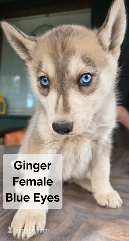 Ginger – Siberian Husky puppy for sale in Priest River, ID