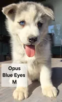 Opus, a male Siberian Husky for sale in Priest River, ID – 1 of 1