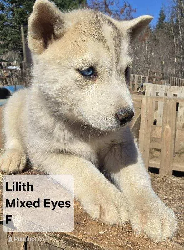 Lilith – Siberian Husky puppy for sale in Priest River, ID