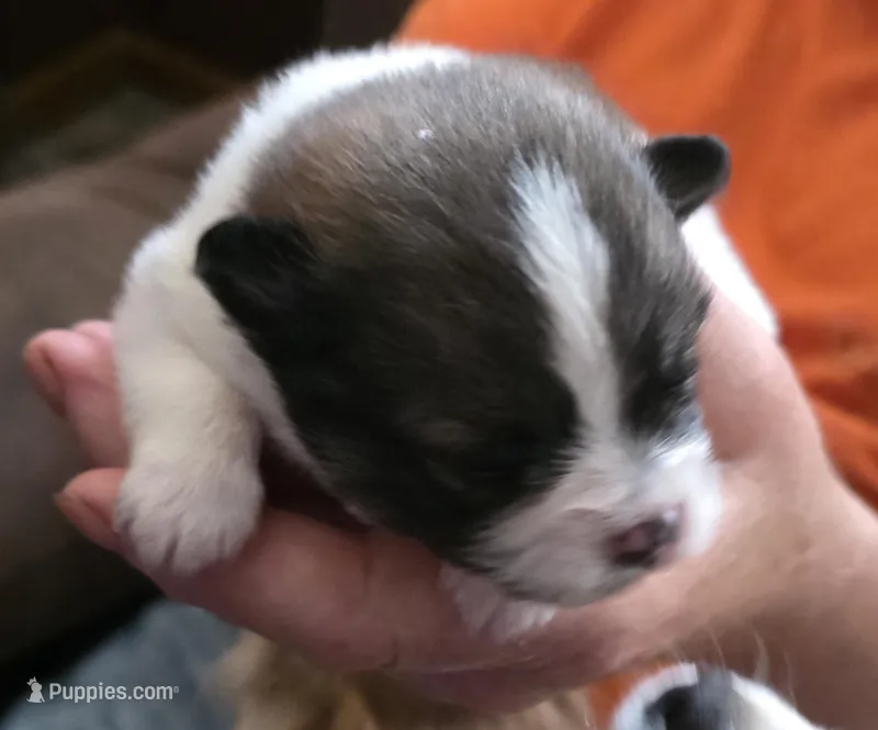 Ginger – Pomeranian puppy for sale in Hueytown, AL