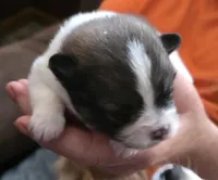 Ginger, a female Pomeranian for sale in Hueytown, AL – Photo 1 of 2