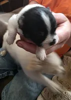 Pomgo, a male Pomeranian for sale in Hueytown, AL – Photo 2 of 2