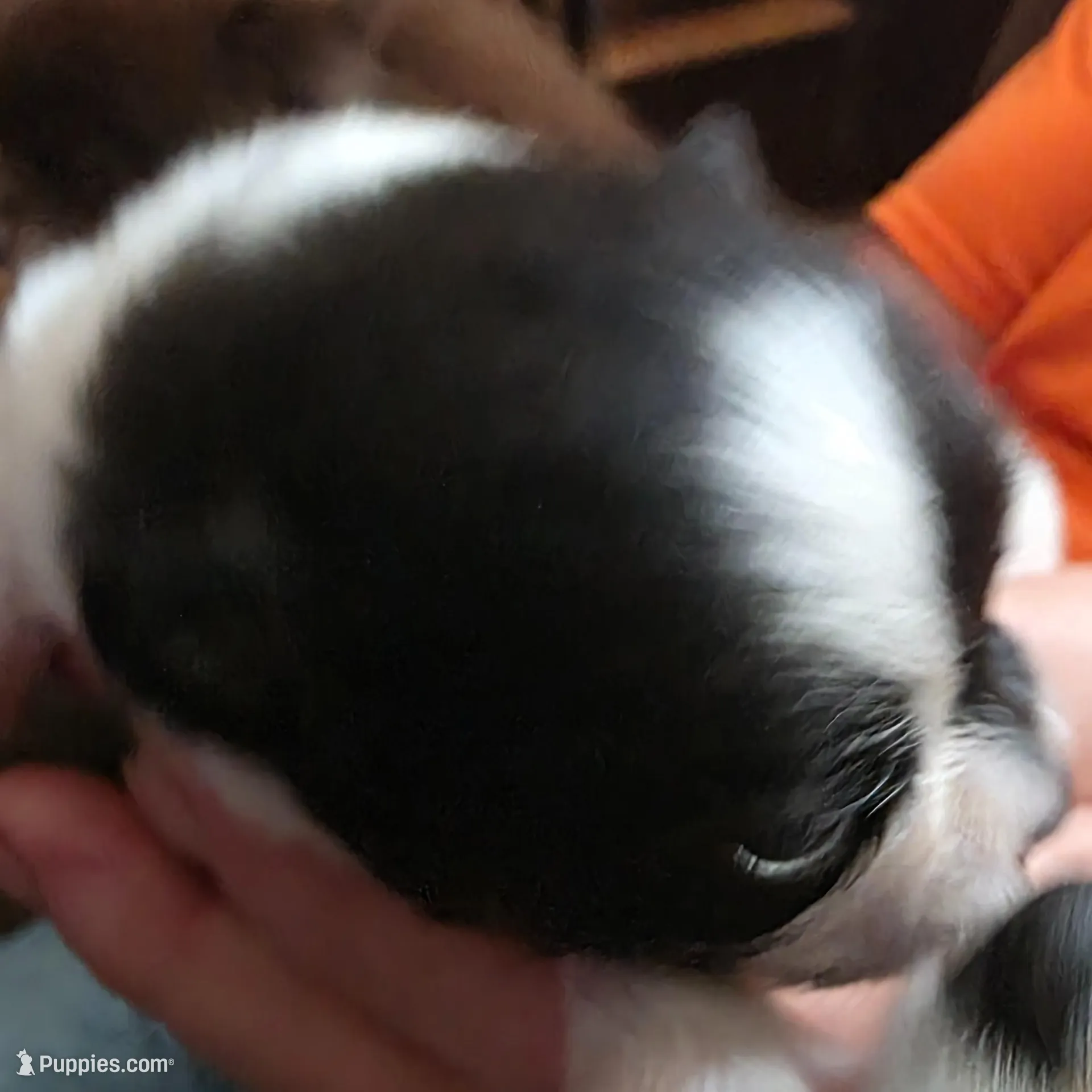 Charlie – Pomeranian puppy for sale in Hueytown, AL