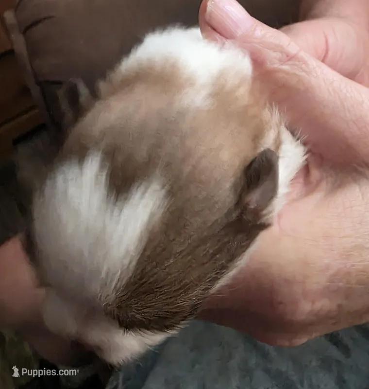 Bandit – Pomeranian puppy for sale in Hueytown, AL