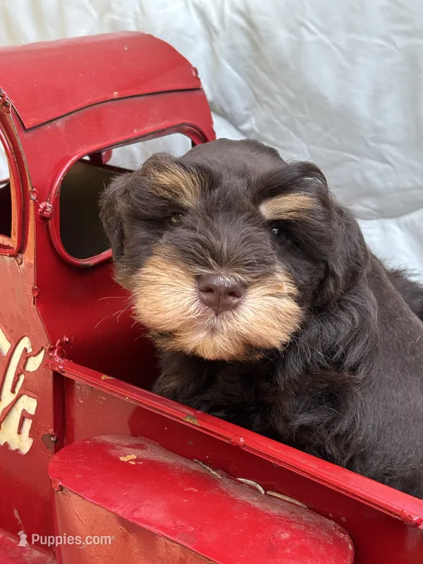 Ganache  – Miniature Schnauzer puppy for sale in Woodstock, GA