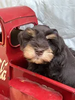 Ganache , a male Miniature Schnauzer for sale in Woodstock, GA – 1 of 4